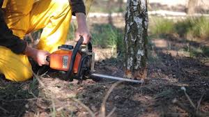 Best Root Management and Removal  in Blue Ridge, TX