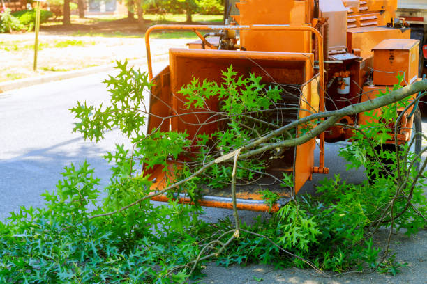 How Our Tree Care Process Works  in  Blue Ridge, TX