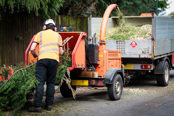 Best Organic Lawn Care Solutions  in Blue Ridge, TX