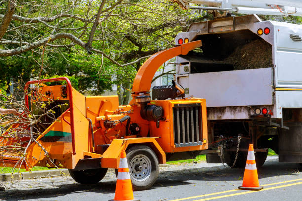 Blue Ridge, TX Tree Care Services Company