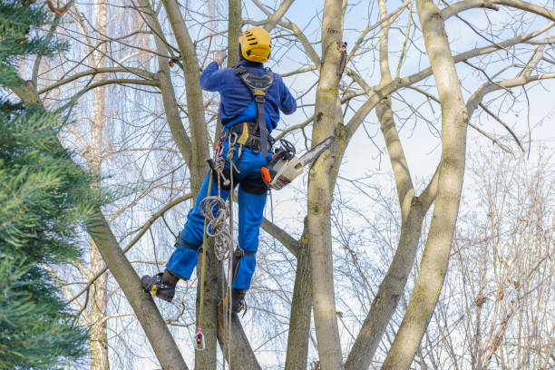 Best Tree Mulching  in Blue Ridge, TX