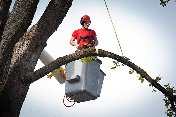 Best Tree Removal  in Blue Ridge, TX